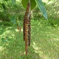 Vue rapprochée des fruits du bouleau flexible