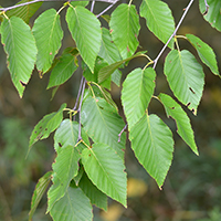 Vue rapprochée des feuilles du bouleau flexible