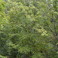 Image of cherry birch tree