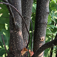 Close up of chokecherry bark