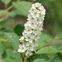 Vue rapprochée des fleurs du cerisier de Virginie