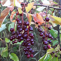 Vue rapprochée des fruits du cerisier de Virginie