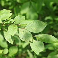 Close up of chokecherry leaves