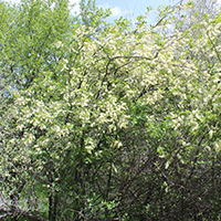 Image of chokecherry tree