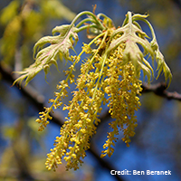 Close up of northern pin oak flowers