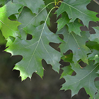 Vue rapprochée des feuilles du chêne ellipsoïdal