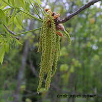 Close up of shellbark hickory flowers