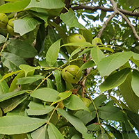 Vue rapprochée des fruits du caryer lacinié