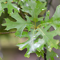 Vue rapprochée des feuilles du chêne de Shumard