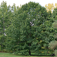 Image of Shumard oak tree