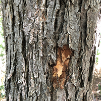 Close up of slippery elm bark