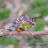 Close up of slippery elm flower