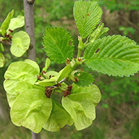 Vue rapprochée des fruits de l’orme rouge