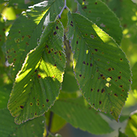 Vue rapprochée des feuilles de l'orme rouge