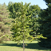 Image of slippery elm tree