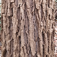 Close up of swamp cottonwood bark