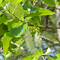 Close up of swamp cottonwood flower