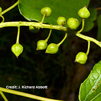 Close up of swamp cottonwood fruit