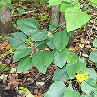 Vue rapprochée des feuilles du peuplier des marais