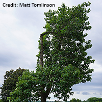 Image of swamp cottonwood tree
