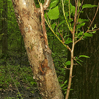 Close up of wild crabapple bark