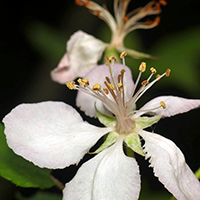 Vue rapprochée d'une fleur du pommier odorant
