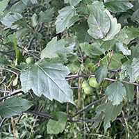 Close up of wild crabapple fruit