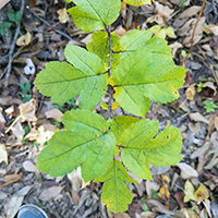 Close up of wild crabapple leaves