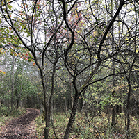 Image of wild crabapple tree