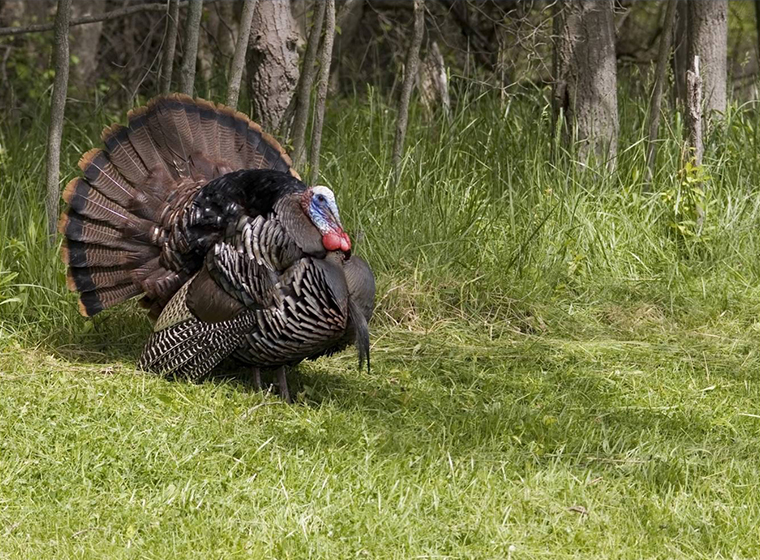 Wild turkey in a forest