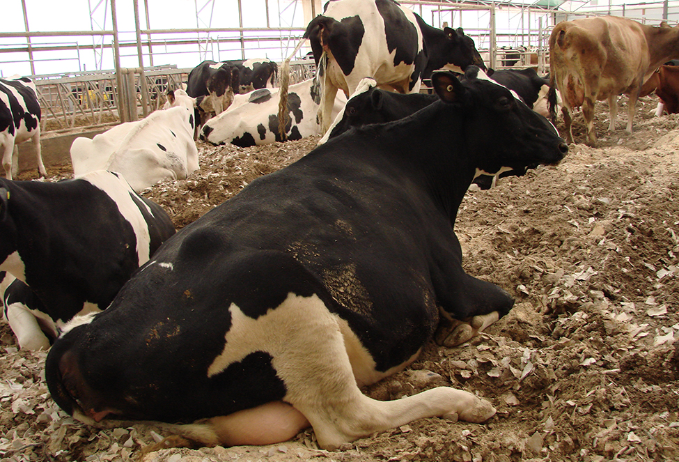 Figure 1. shows a black and while Holstein dairy cow lying down in a dairy free-stall barn. The cow is reclining on a bedding mixture of wallboard paper and sawdust.