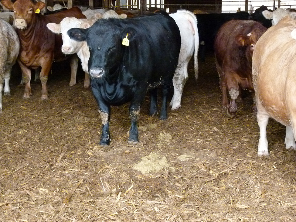 Figure 2. shows beef cattle in a barn and standing on a bedding mixture of corn stover and recycled wood pallets. 