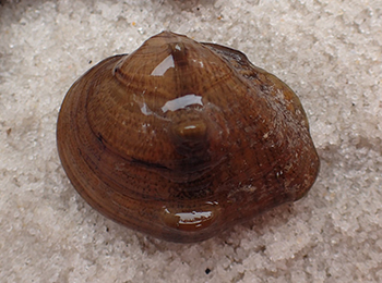 Photo of Threehorn Wartyback