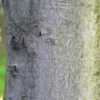 Close up of American beech bark