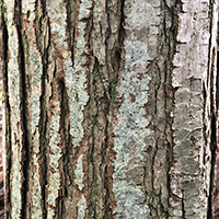 Close up of American chestnut bark