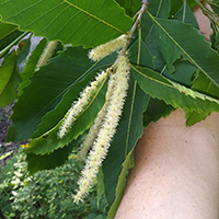Close up of American chestnut flowers