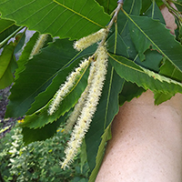 Vue rapprochée des fleurs du châtaignier d’Amérique