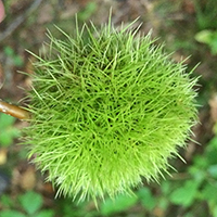 Close up of American chestnut fruit