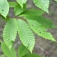 Close up of American chestnut leaves