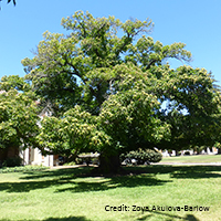 Image of American chestnut tree