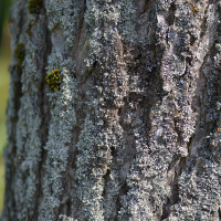 Close up of American elm bark