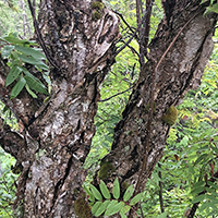 Close up of American mountain-ash bark