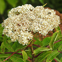 Close up of American mountain-ash flowers