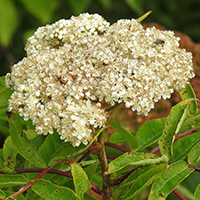 Vue rapprochée des fleurs du sorbier d’Amérique