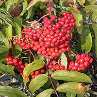 Vue rapprochée des fruits du sorbier d’Amérique