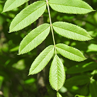 Vue rapprochée de la feuille du sorbier d’Amérique