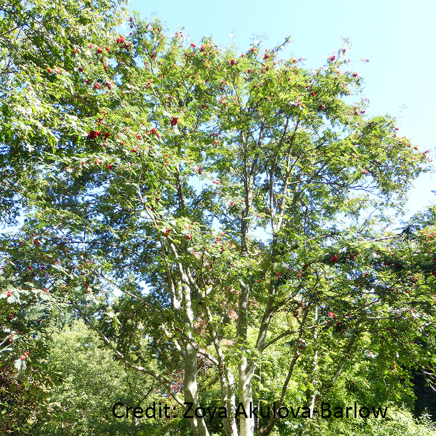 Image of American mountain-ash tree