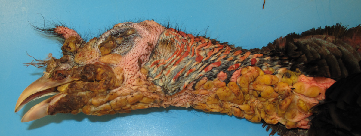 variole aviaire