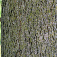 Close up of bitternut hickory bark