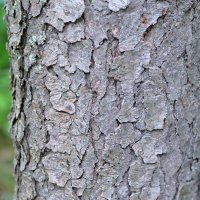 Vue rapprochée de l’écorce du cerisier tardif